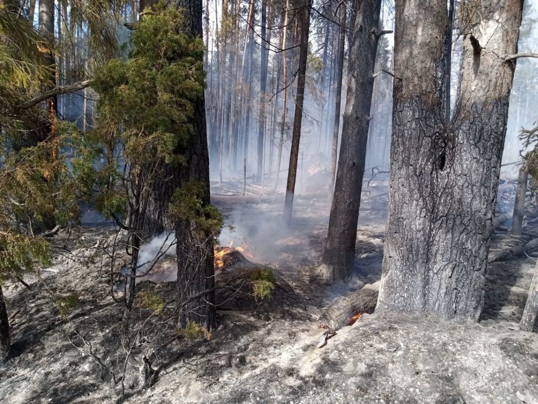 Природный пожар в Нейском муниципальном округе